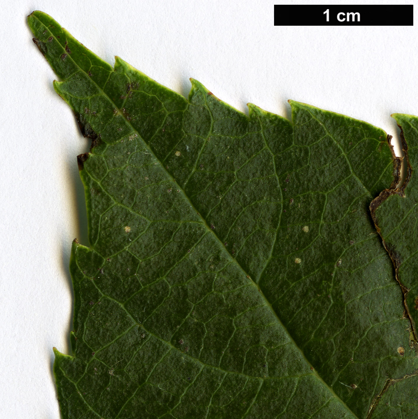 High resolution image: Family: Rosaceae - Genus: Sorbus - Taxon: verrucosa